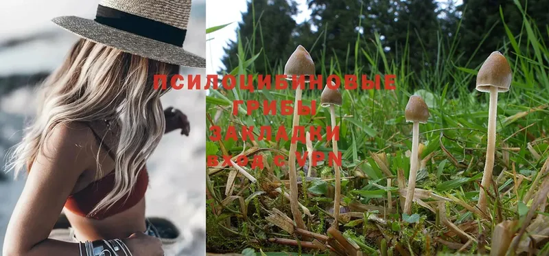 Псилоцибиновые грибы MAGIC MUSHROOMS  дарнет шоп  Жуковка 